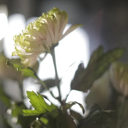 Skovshoved שרלוטנלונד