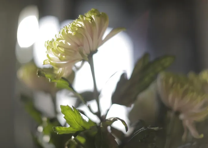 Skovshoved Charlottenlund